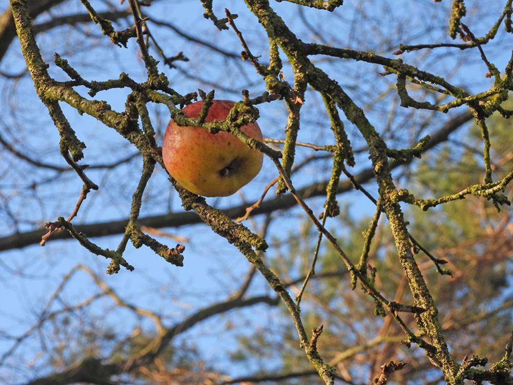Laatste appel