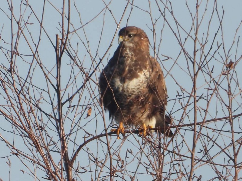 Buizerd