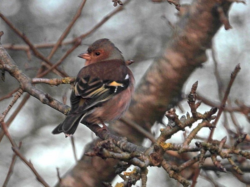 Vink