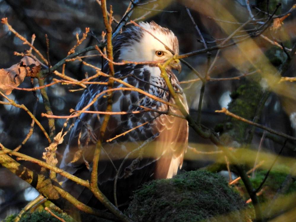Buizerd