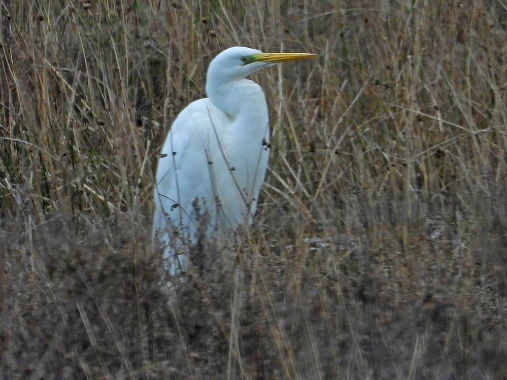 Zilverreiger