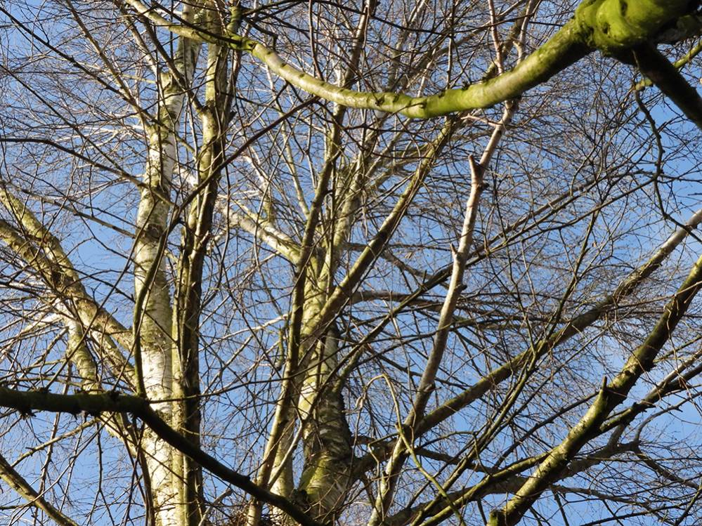 Blauw