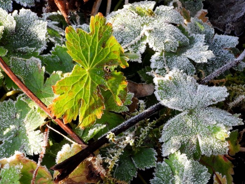 Plukje tuin