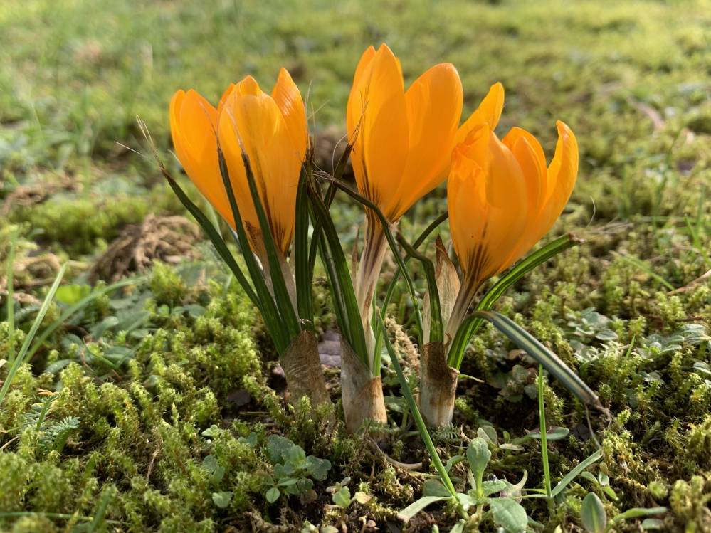 Crocussen