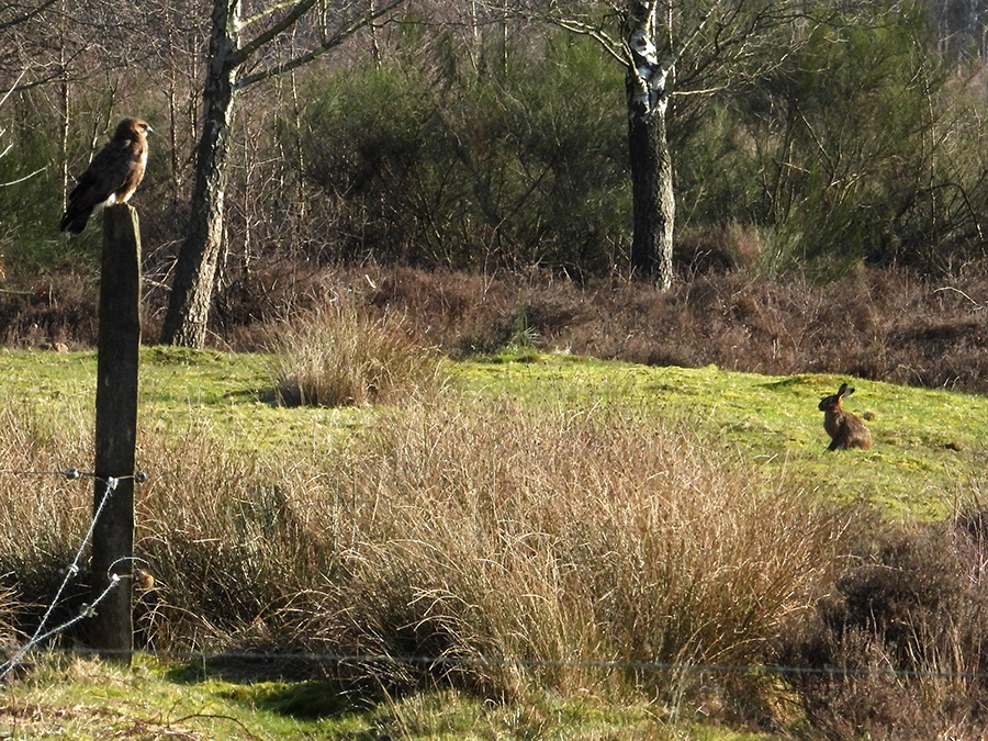 Buizerd en Haas