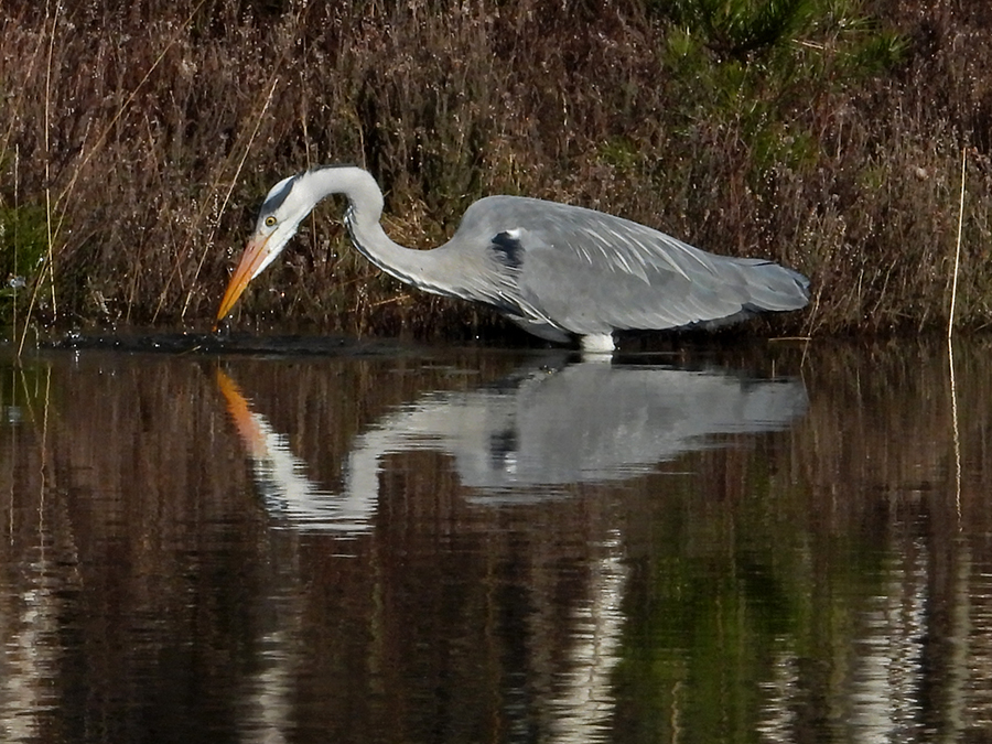 Spiegeling