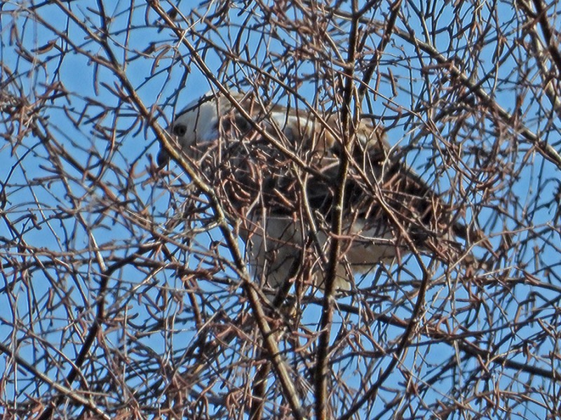 Buizerd