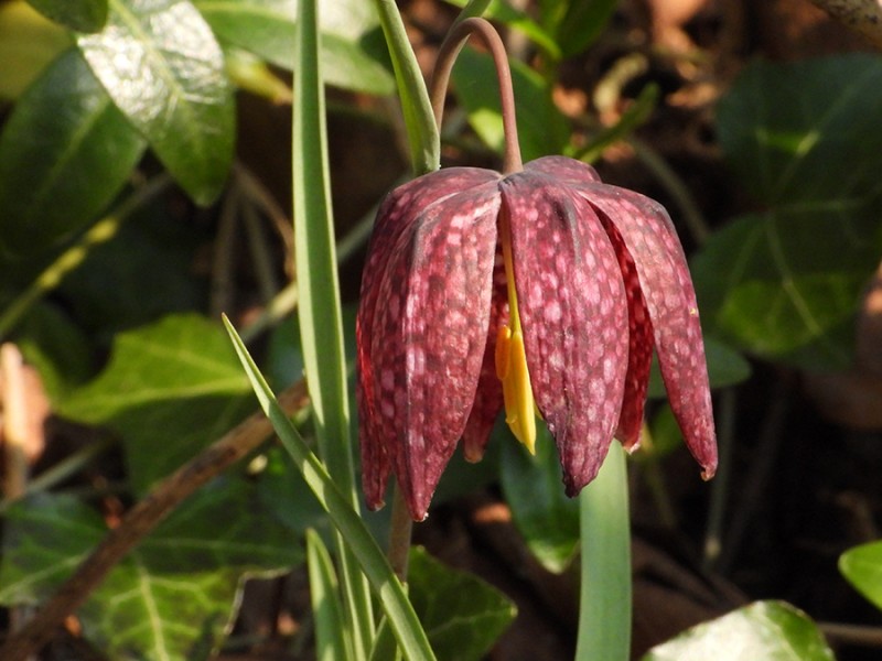 Kievitsbloem