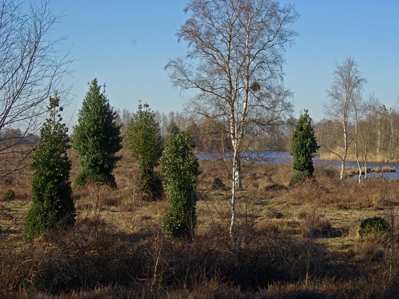 Geschoren