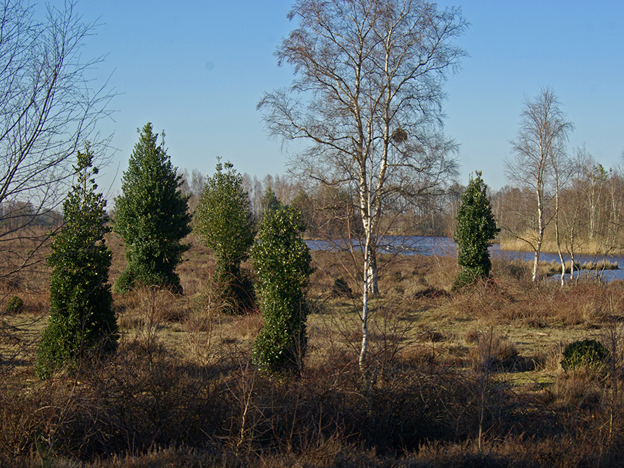 Geschoren