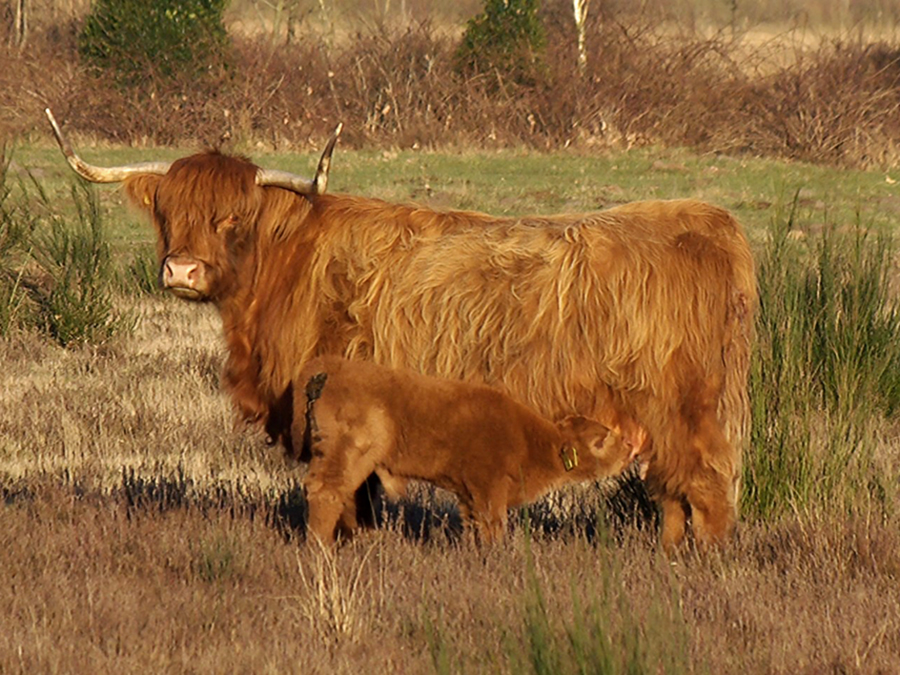 Koe en kalf