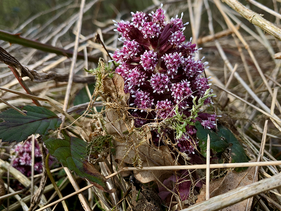 Groot Hoefblad
