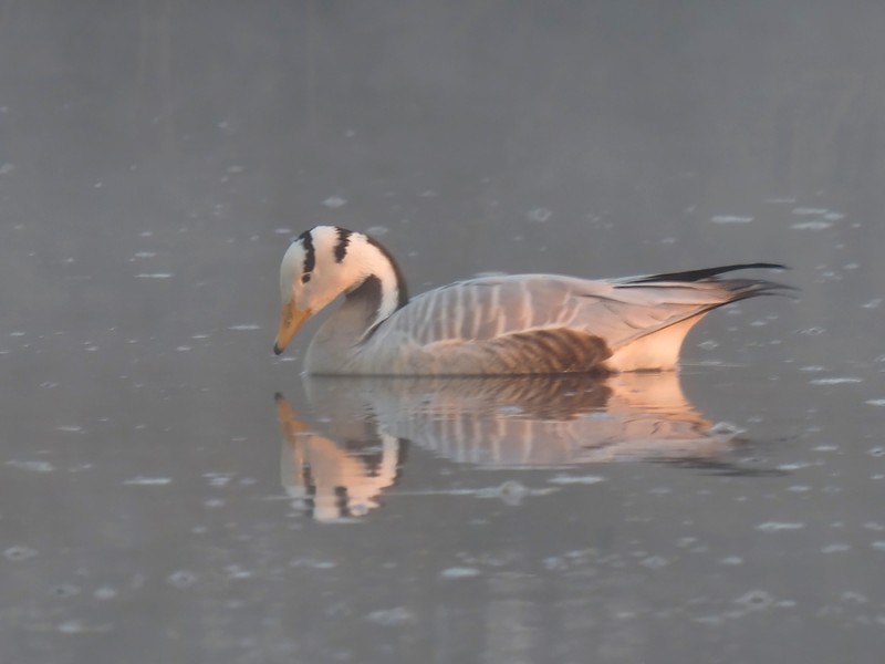 Indische gans