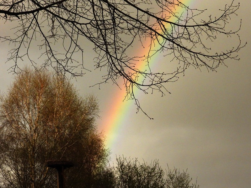 Regenboog