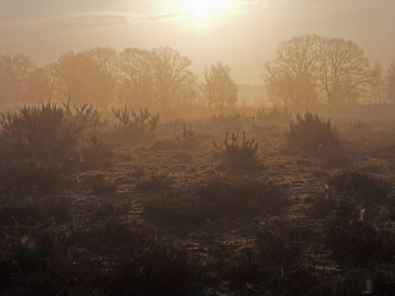 Mist