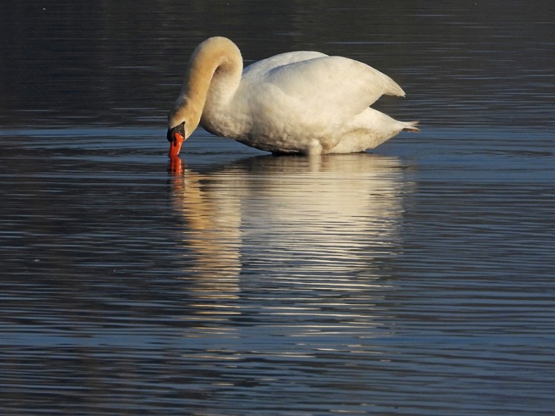 Zwaan