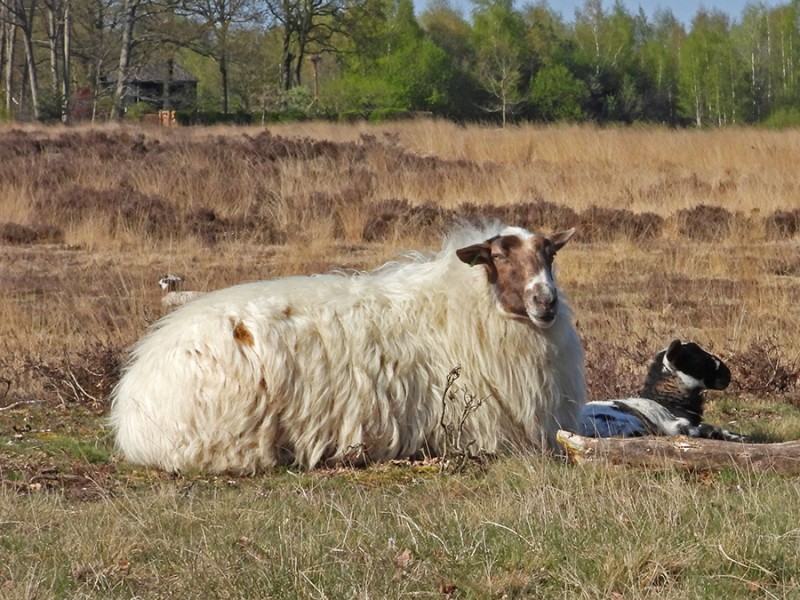 Schoonebeker