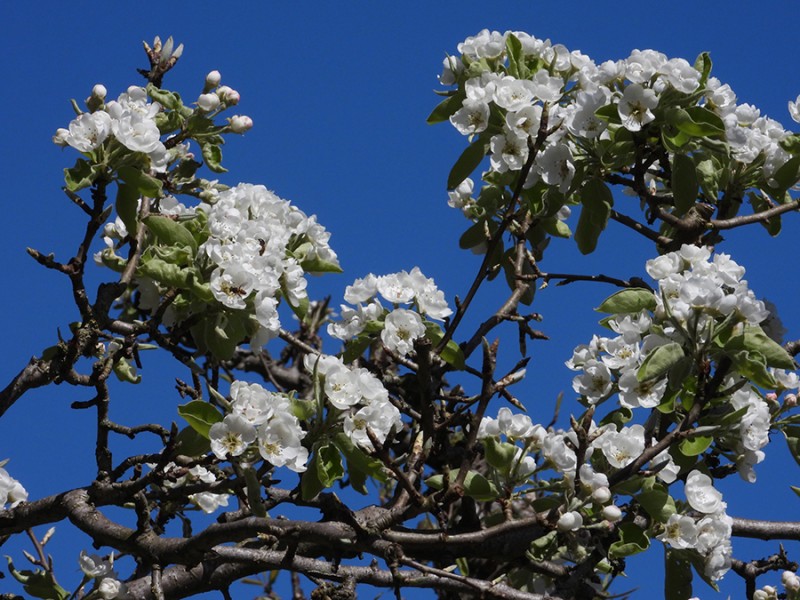 Perenbloesem