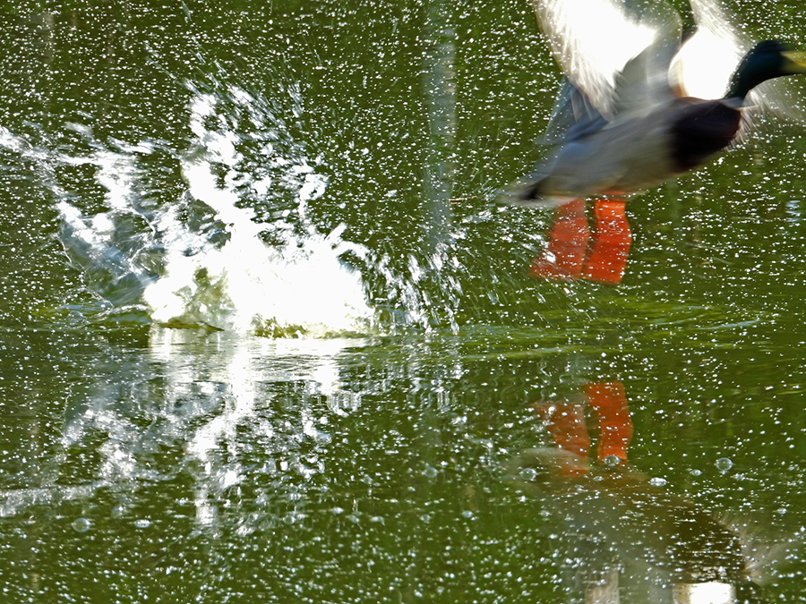 DSCN8266.kl