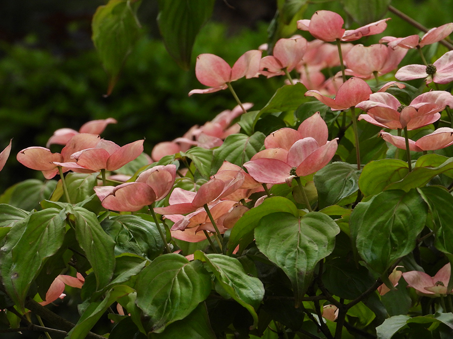 Cornus kausa
