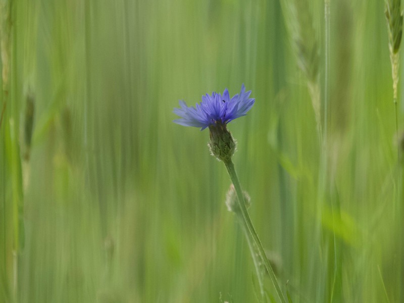 Blauw