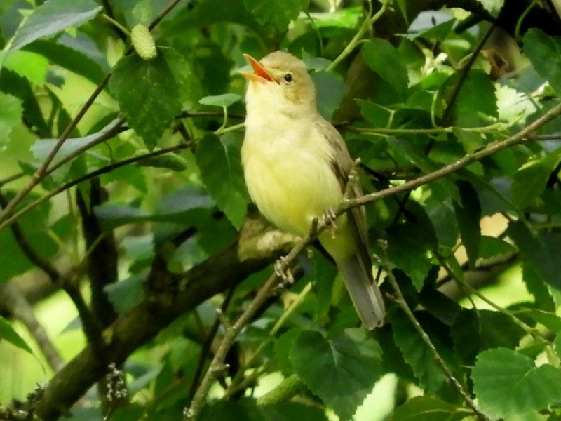Spotvogel