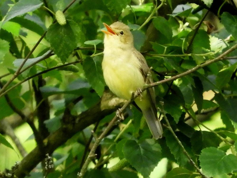 Spotvogel
