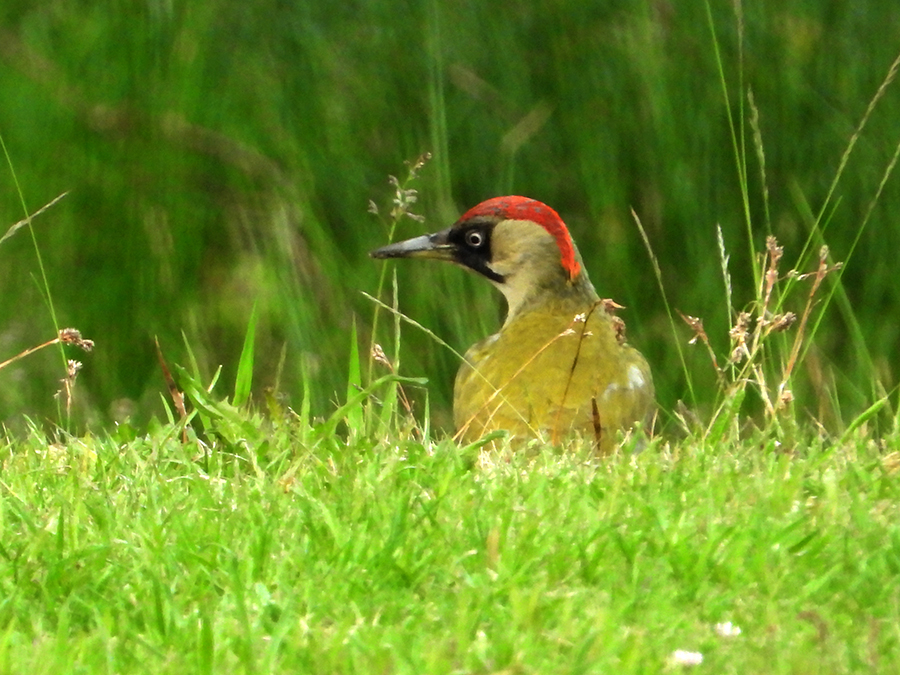 Groene specht