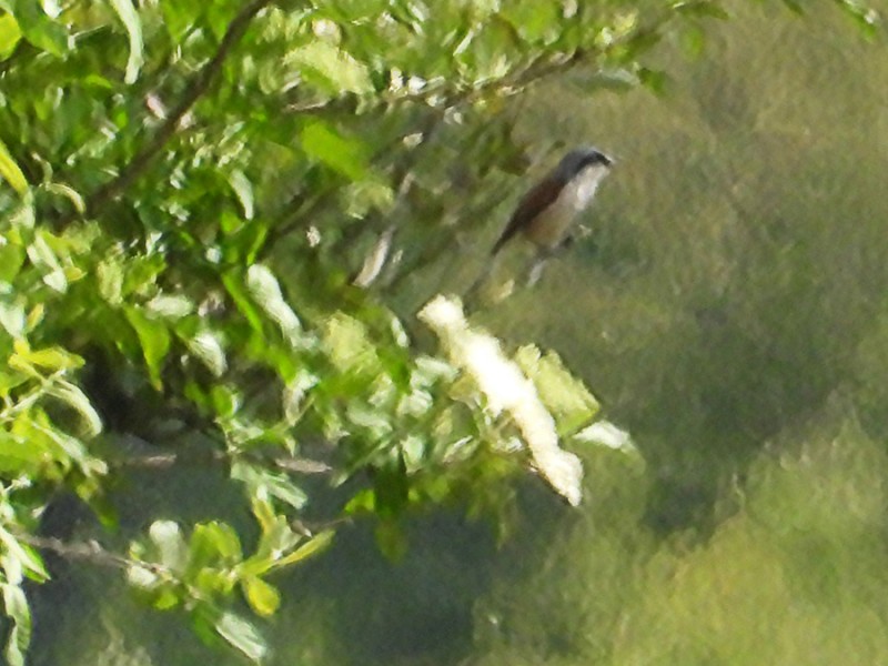 Vaag