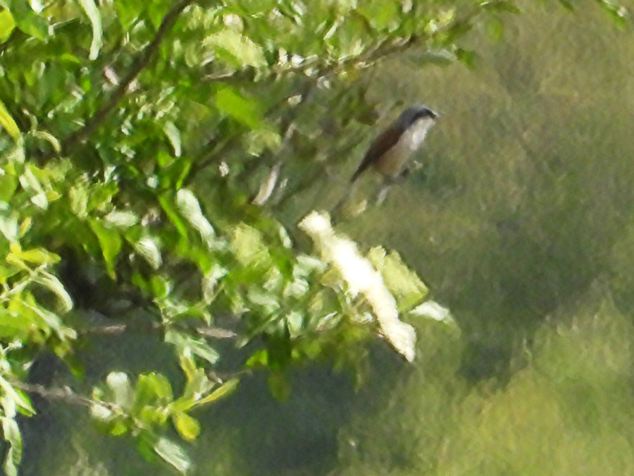 Vaag