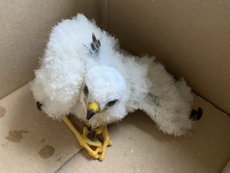 Uit het nest