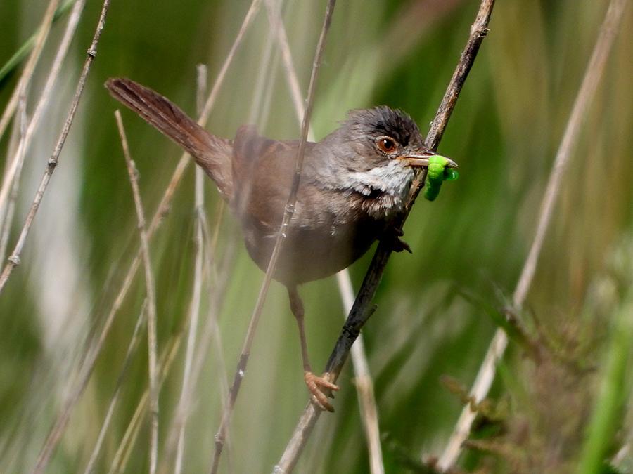 Grasmus