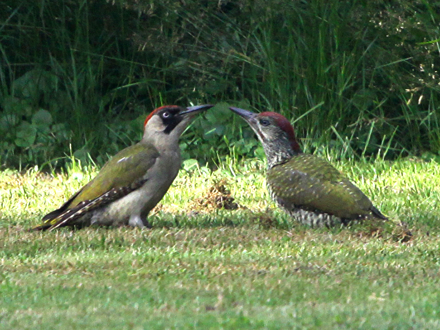 Familie groene specht