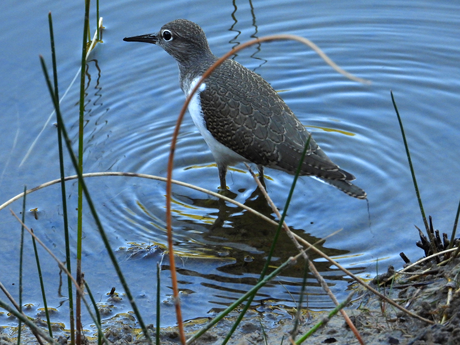Witgatje