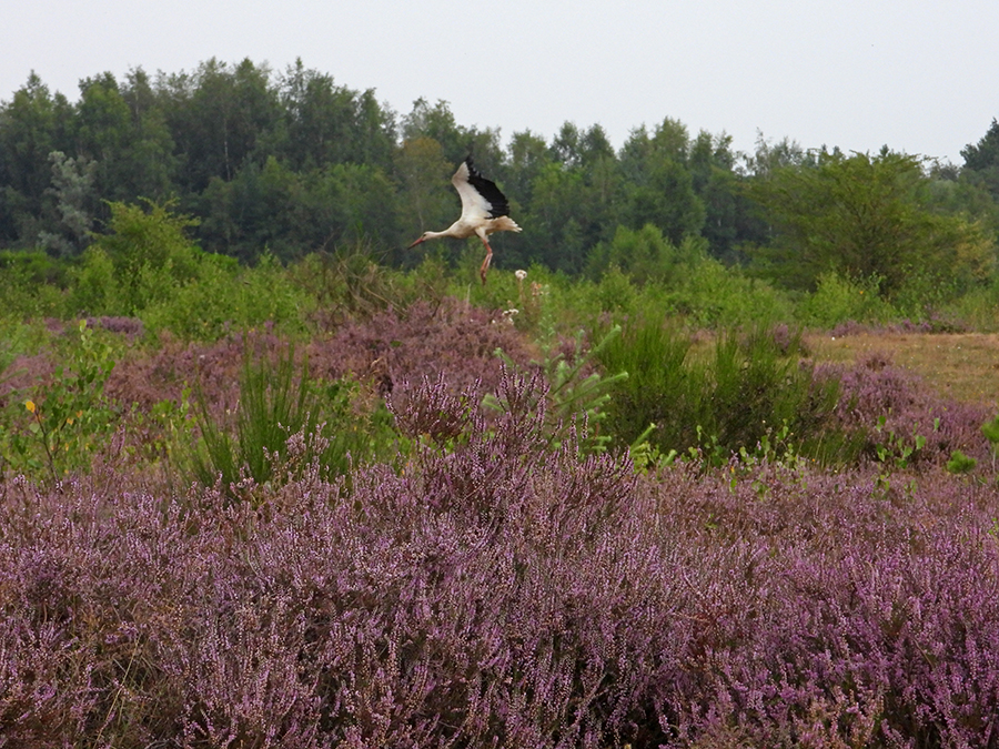 Heide