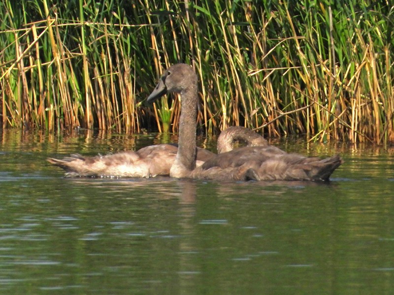 Jonge zwanen
