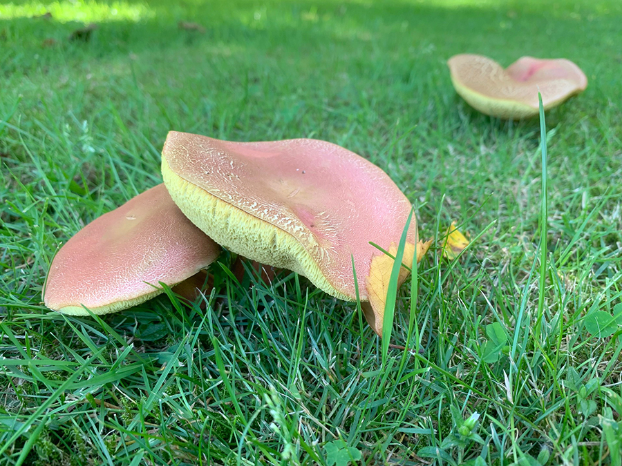 Zomerpaddestoelen