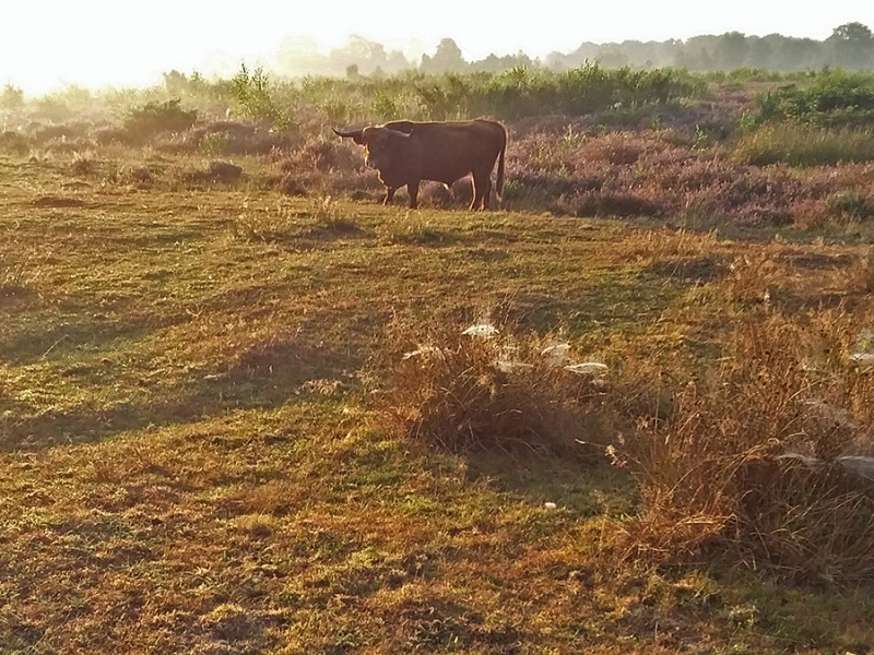 Vroeg in de ochtend
