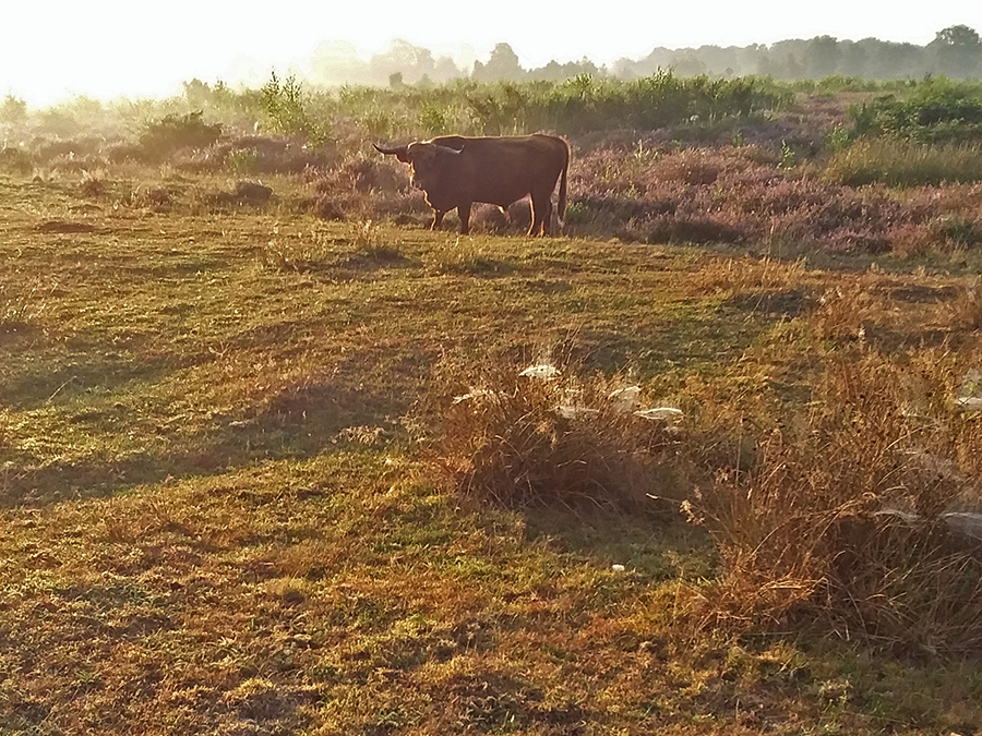 Vroeg in de ochtend