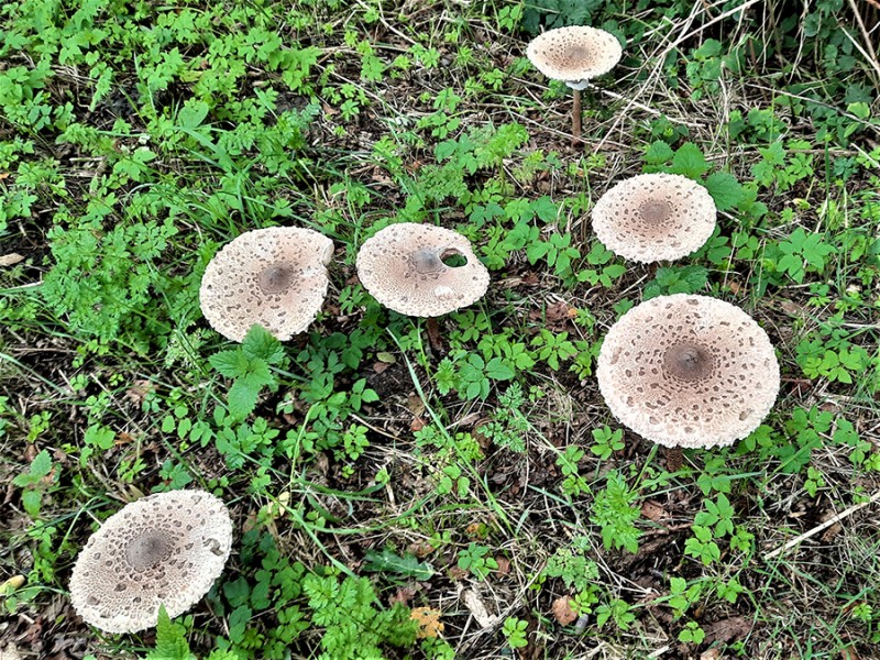 Herfst