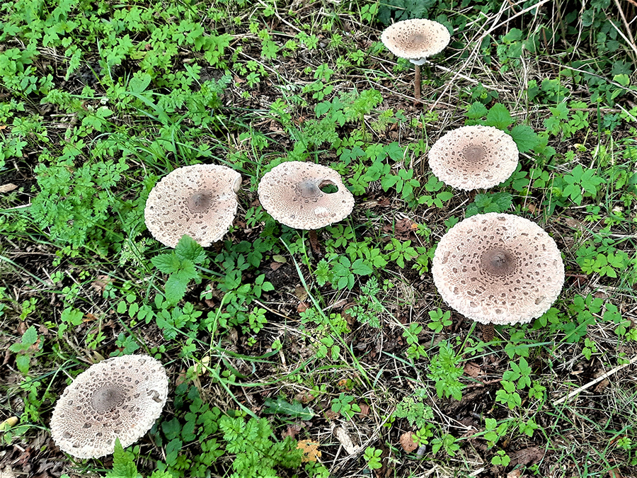 Herfst