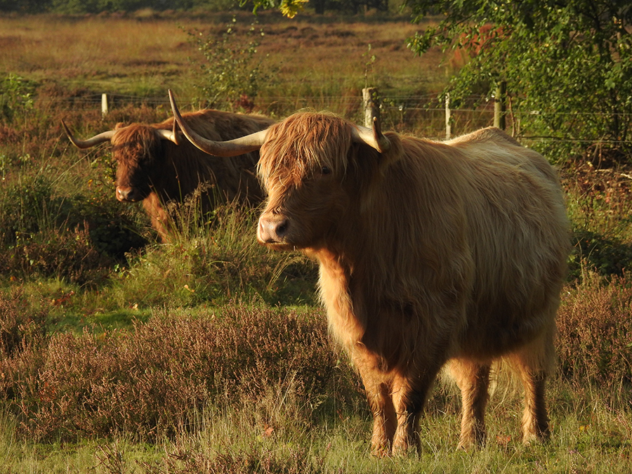 Hooglanders