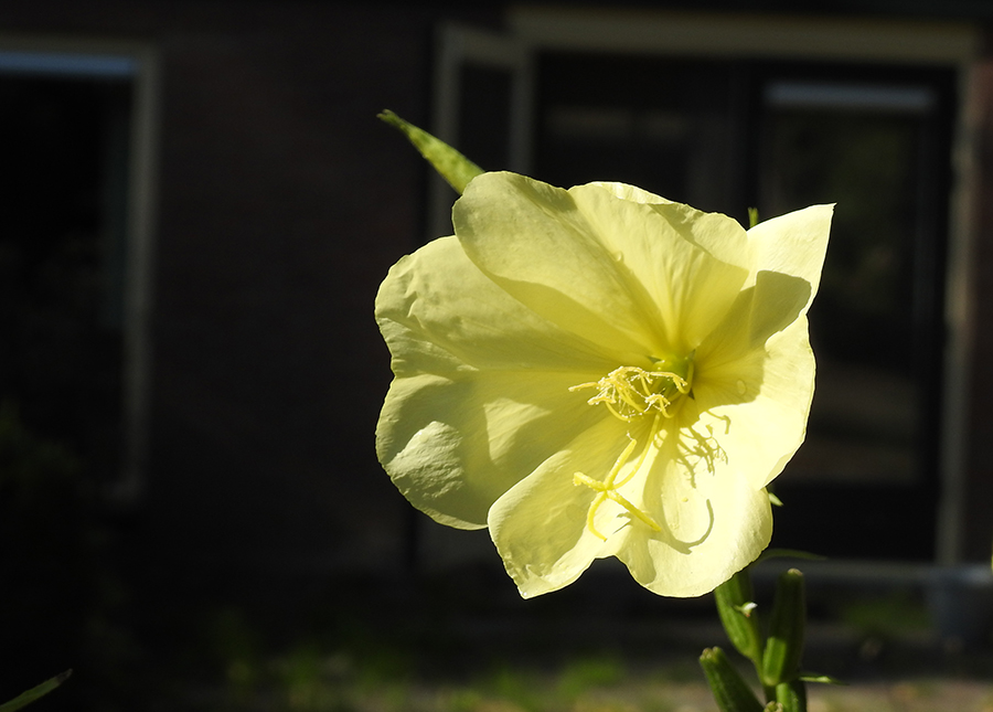 Geel