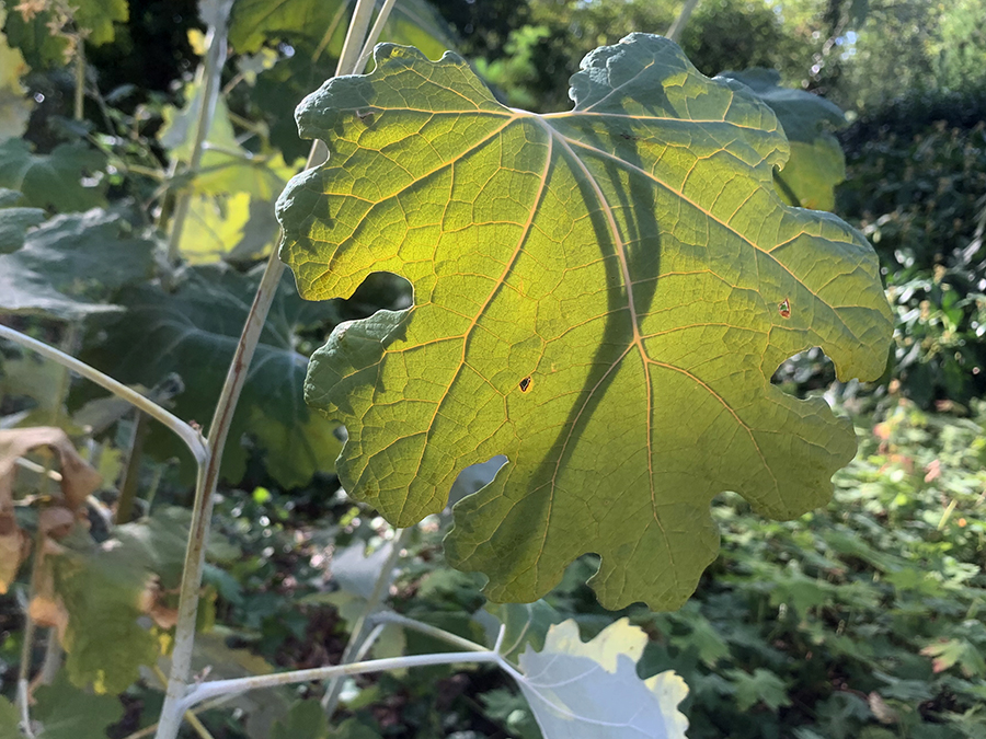 Macleaya cordata