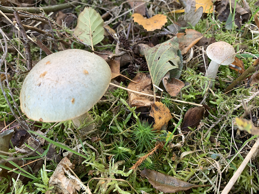 herfstgrondje