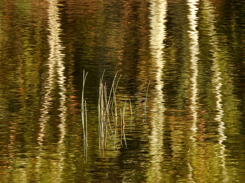 Spiegeling