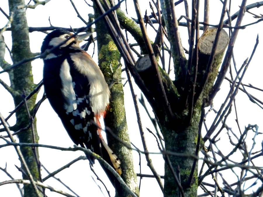 Specht in zicht
