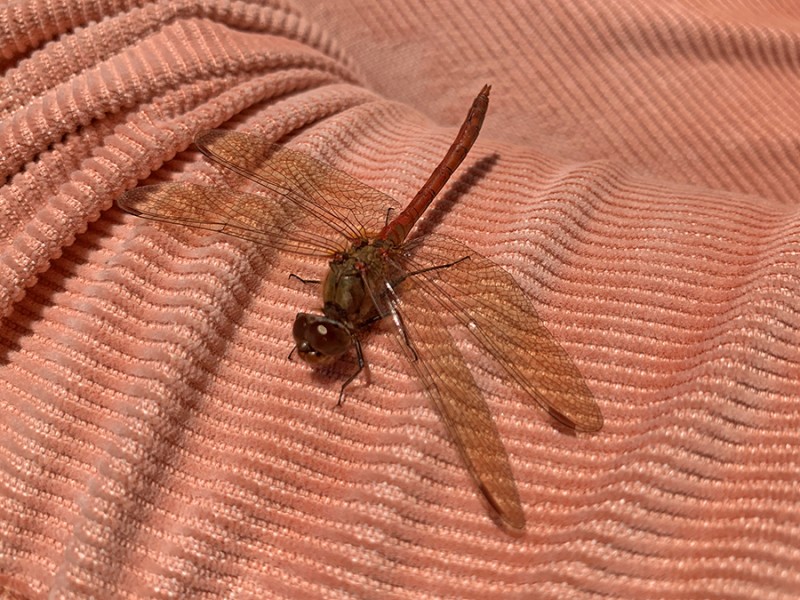 Libelle