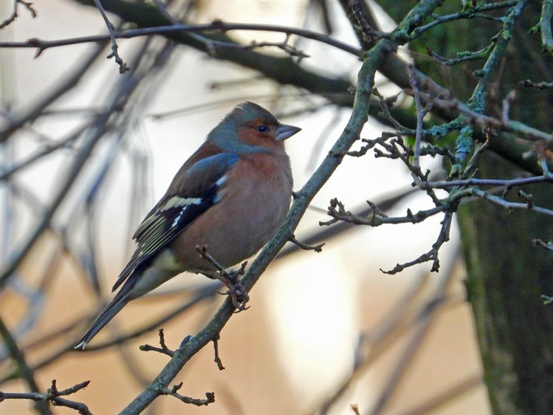 Vink