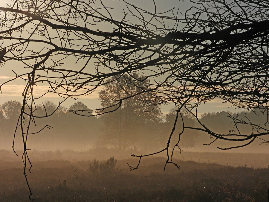 Morgen mist